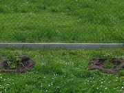 Výsadba na školní zahradě